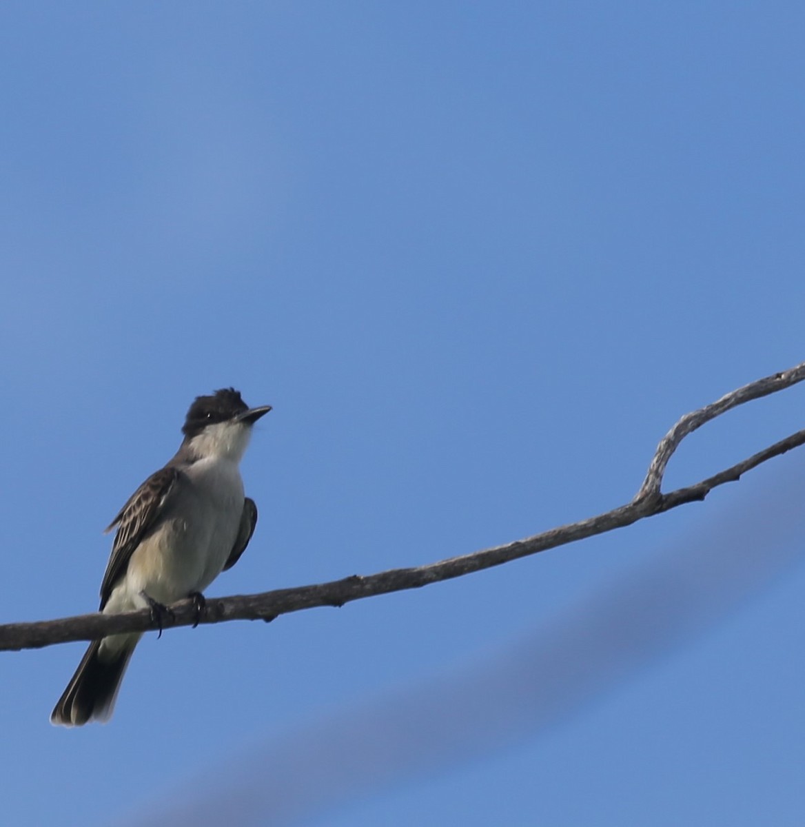 Loggerhead Kingbird - Ceri James