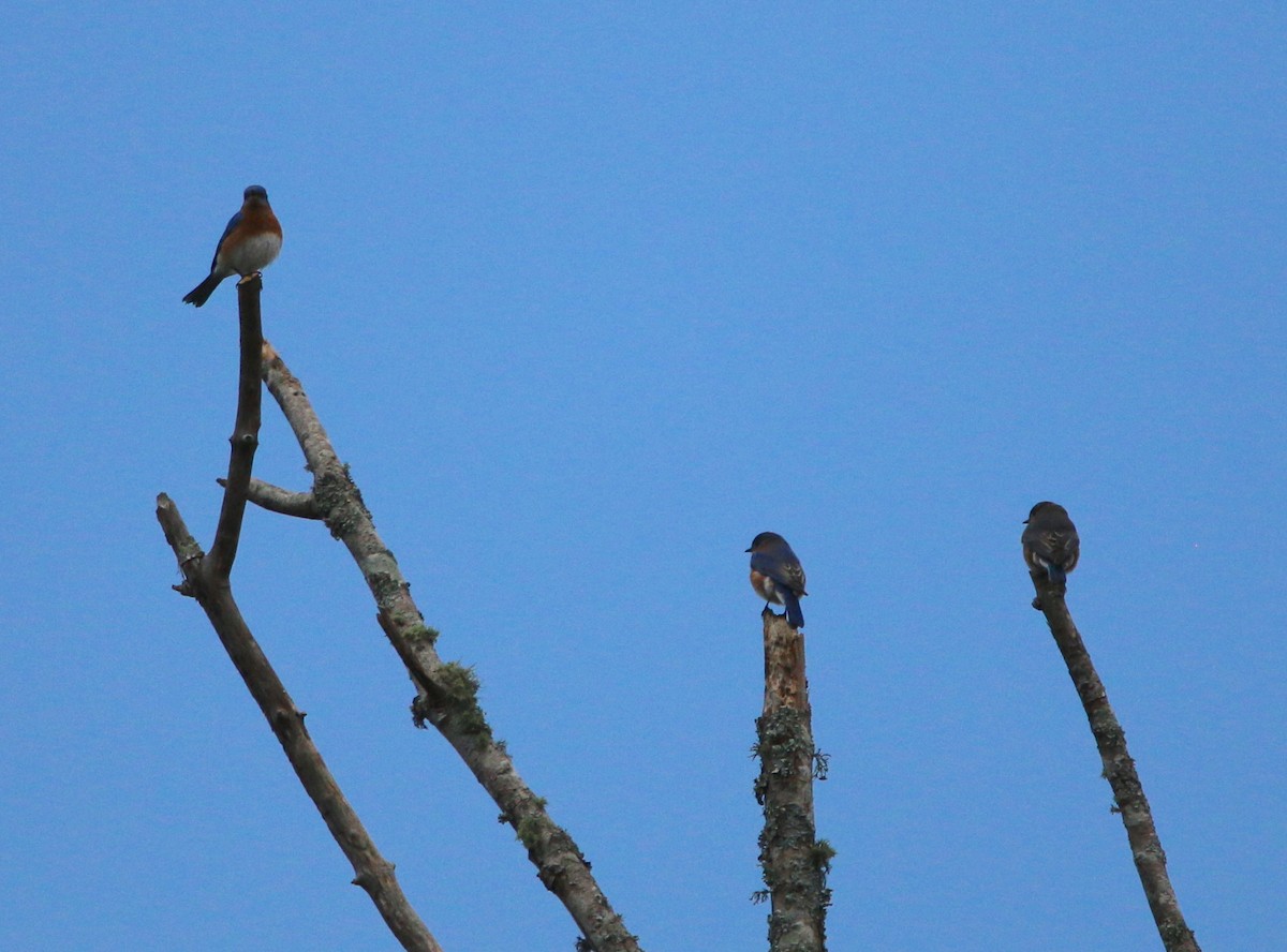 Eastern Bluebird - ML118893211