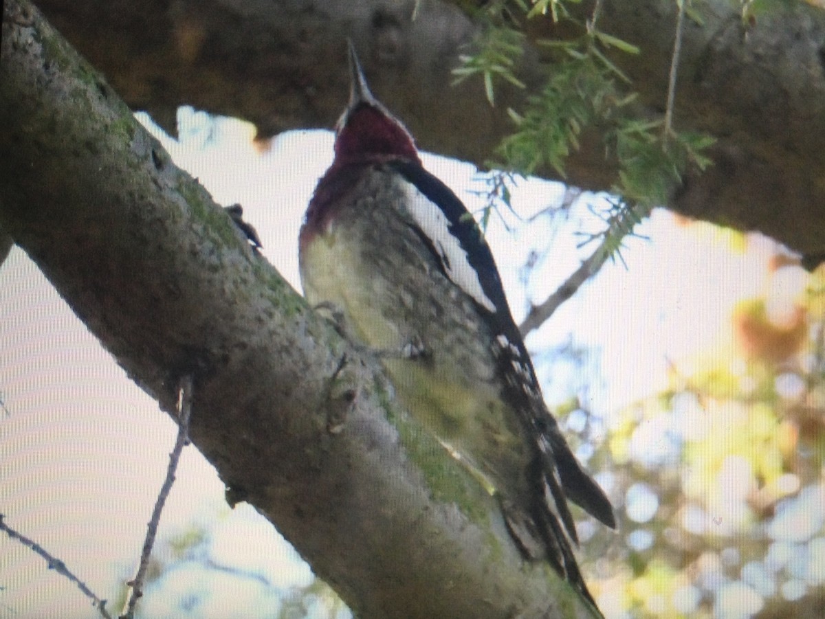 Red-naped x Red-breasted Sapsucker (hybrid) - ML118893341