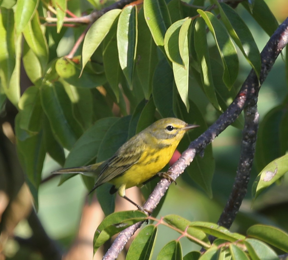 Prairie Warbler - Ceri James