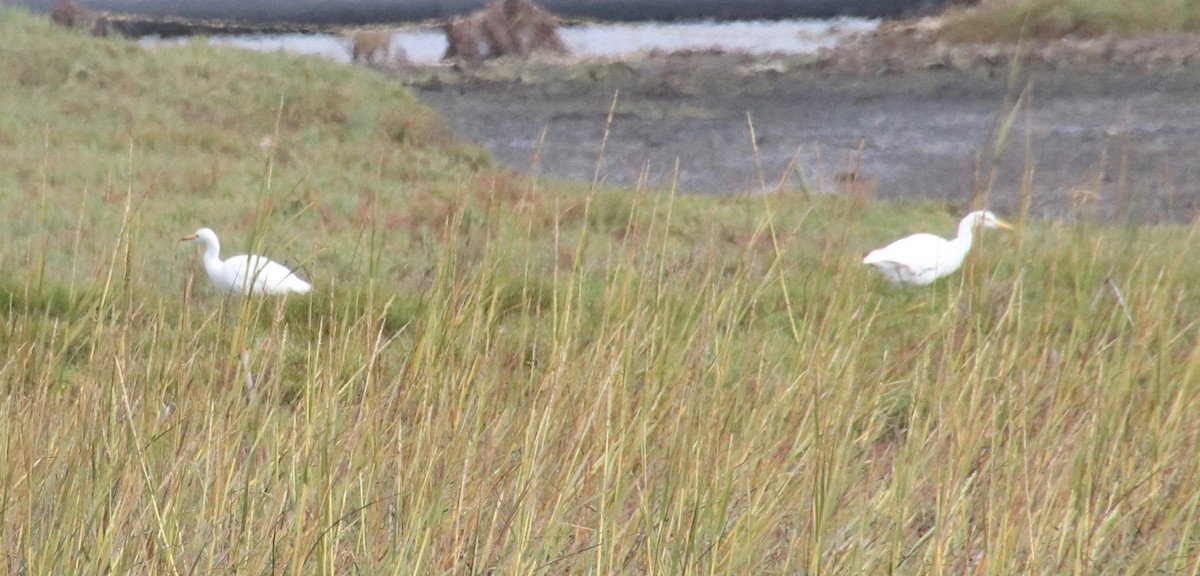 Western Cattle Egret - ML118894331