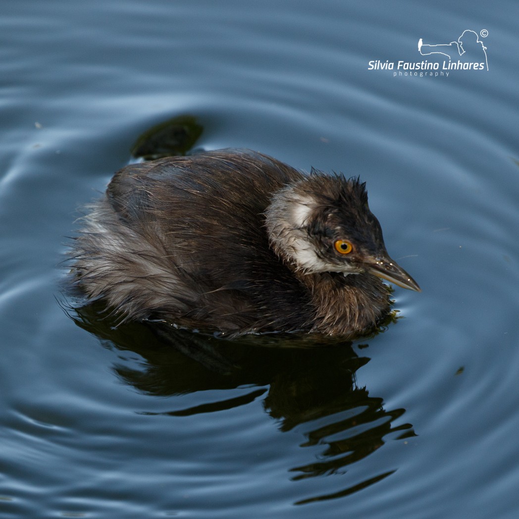 Least Grebe - Silvia Faustino Linhares