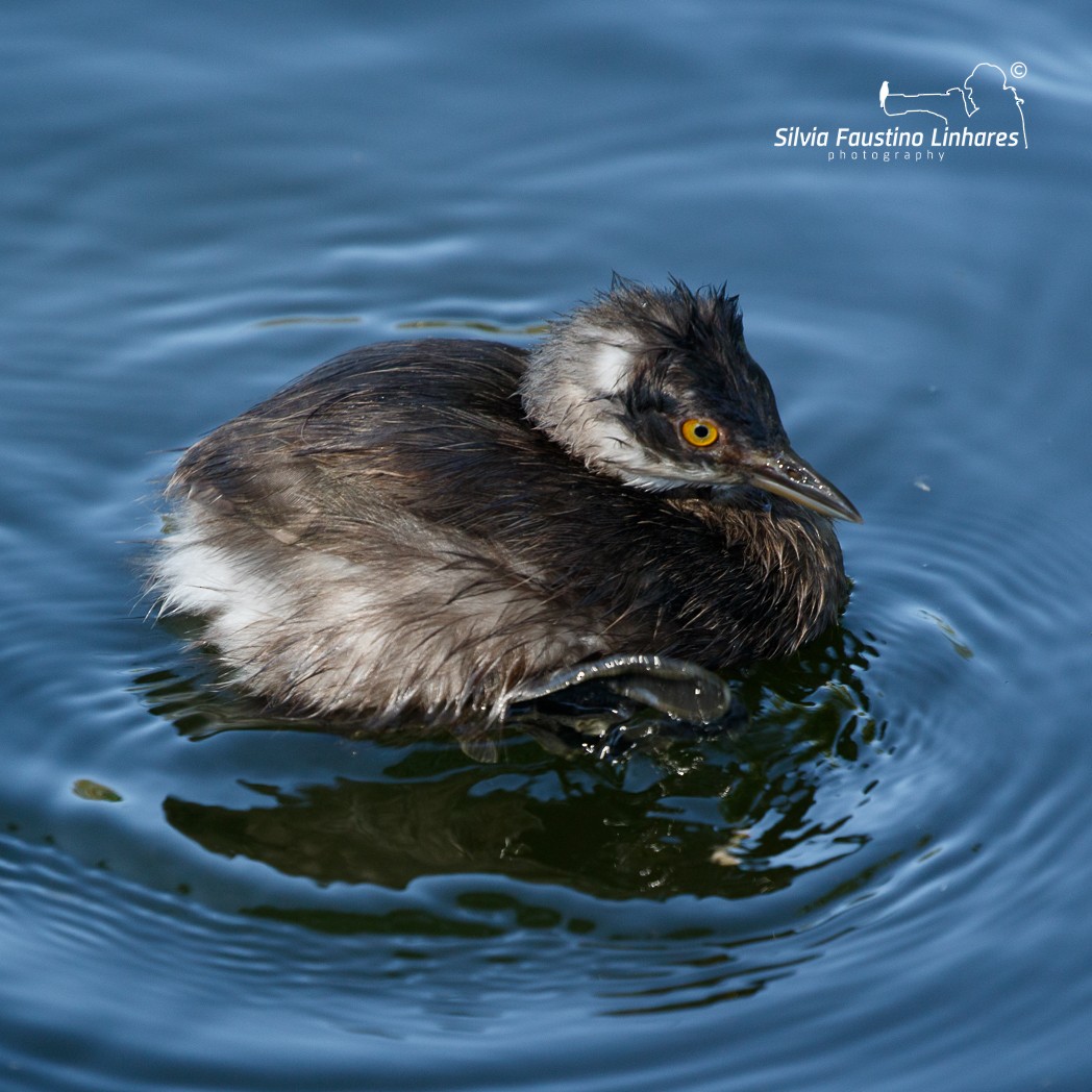 Least Grebe - Silvia Faustino Linhares