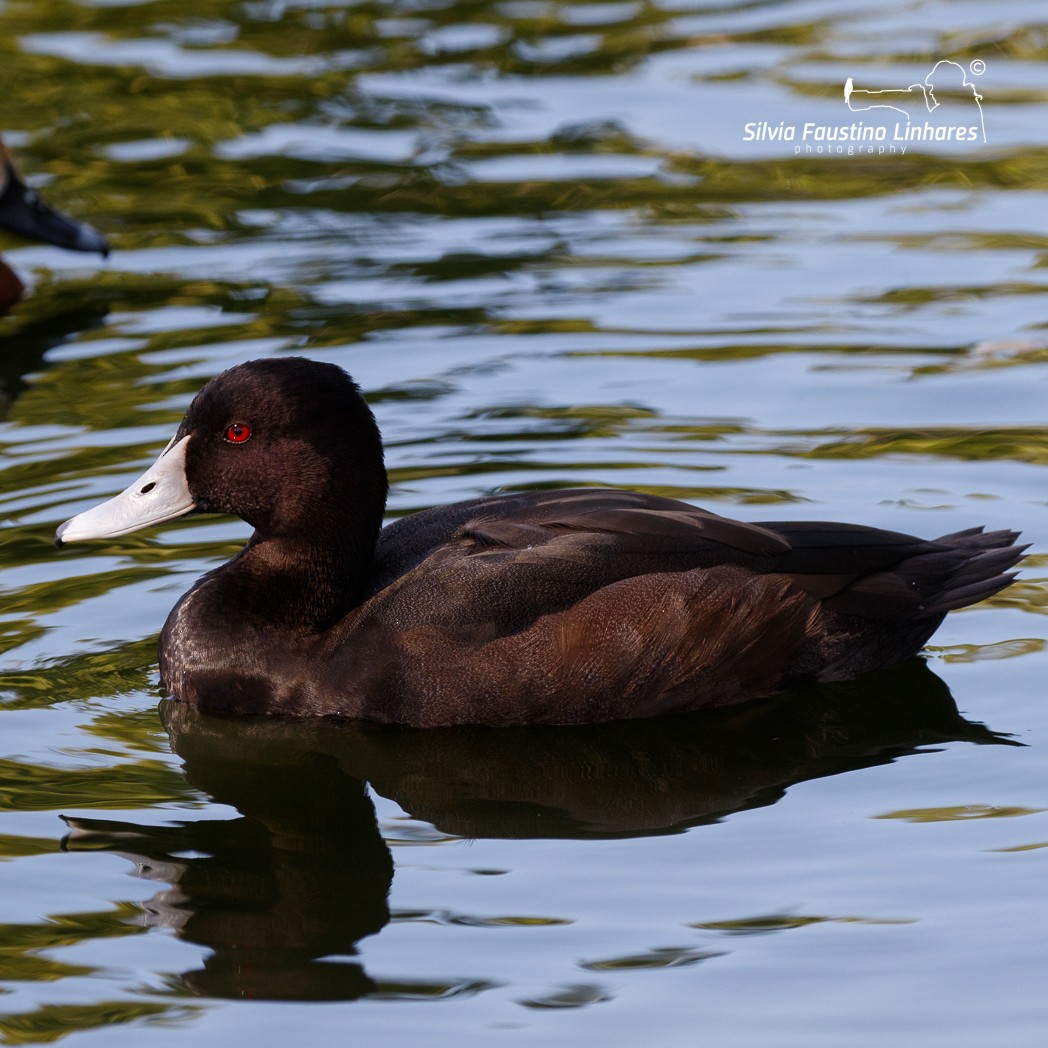 Southern Pochard - ML118894751