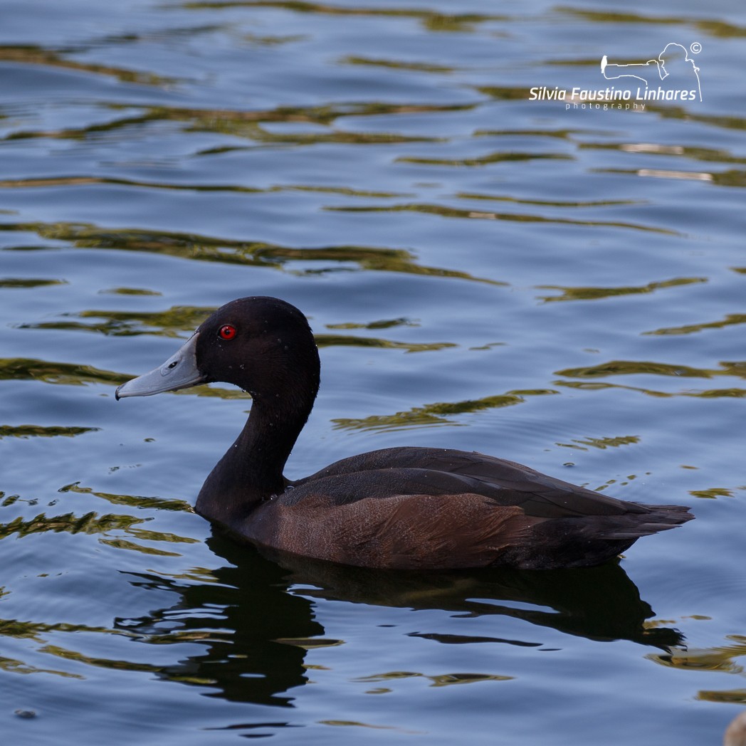 Southern Pochard - ML118894761