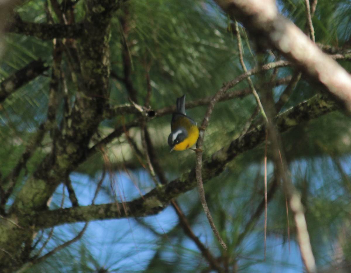 Crescent-chested Warbler - Daniel Germer