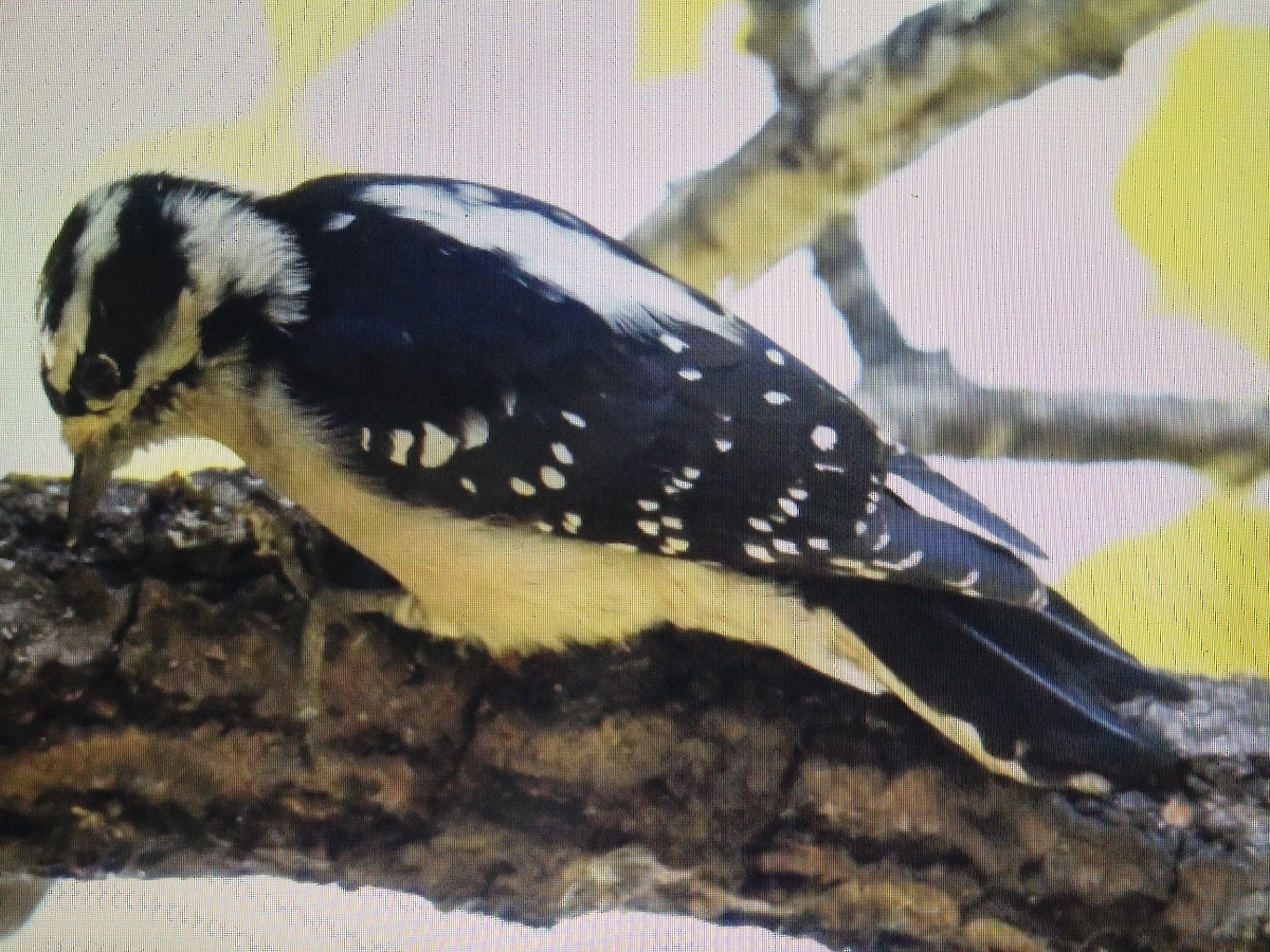 Downy Woodpecker - ML118896071