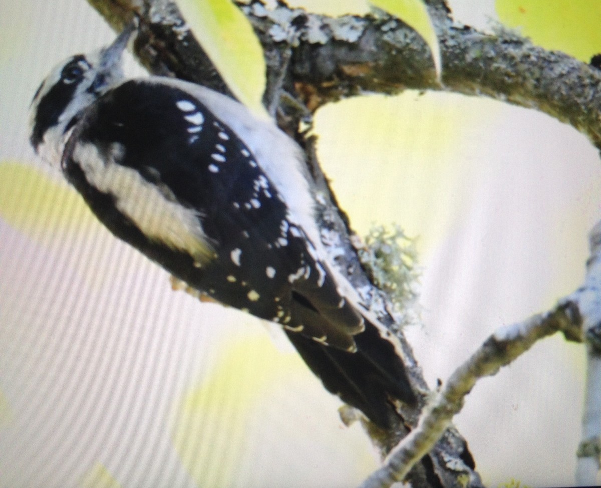 Downy Woodpecker - ML118896121