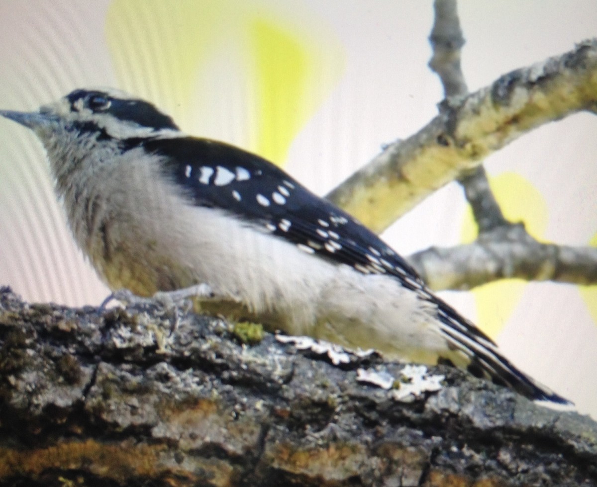 Downy Woodpecker - ML118896321