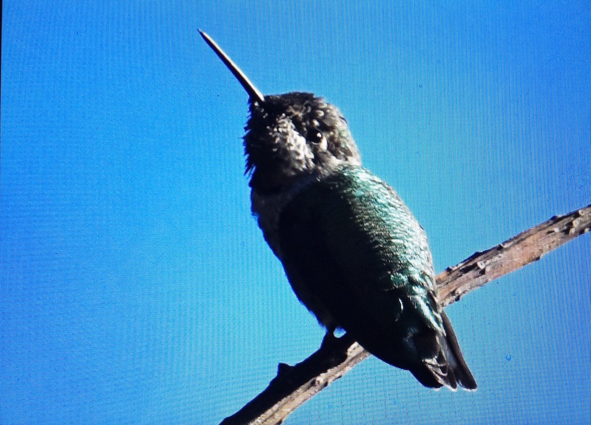 Anna's Hummingbird - ML118896711