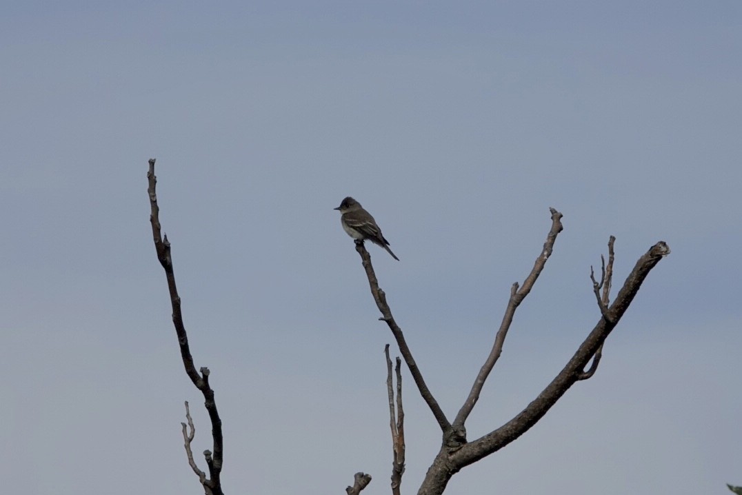 Eastern Wood-Pewee - ML118901071