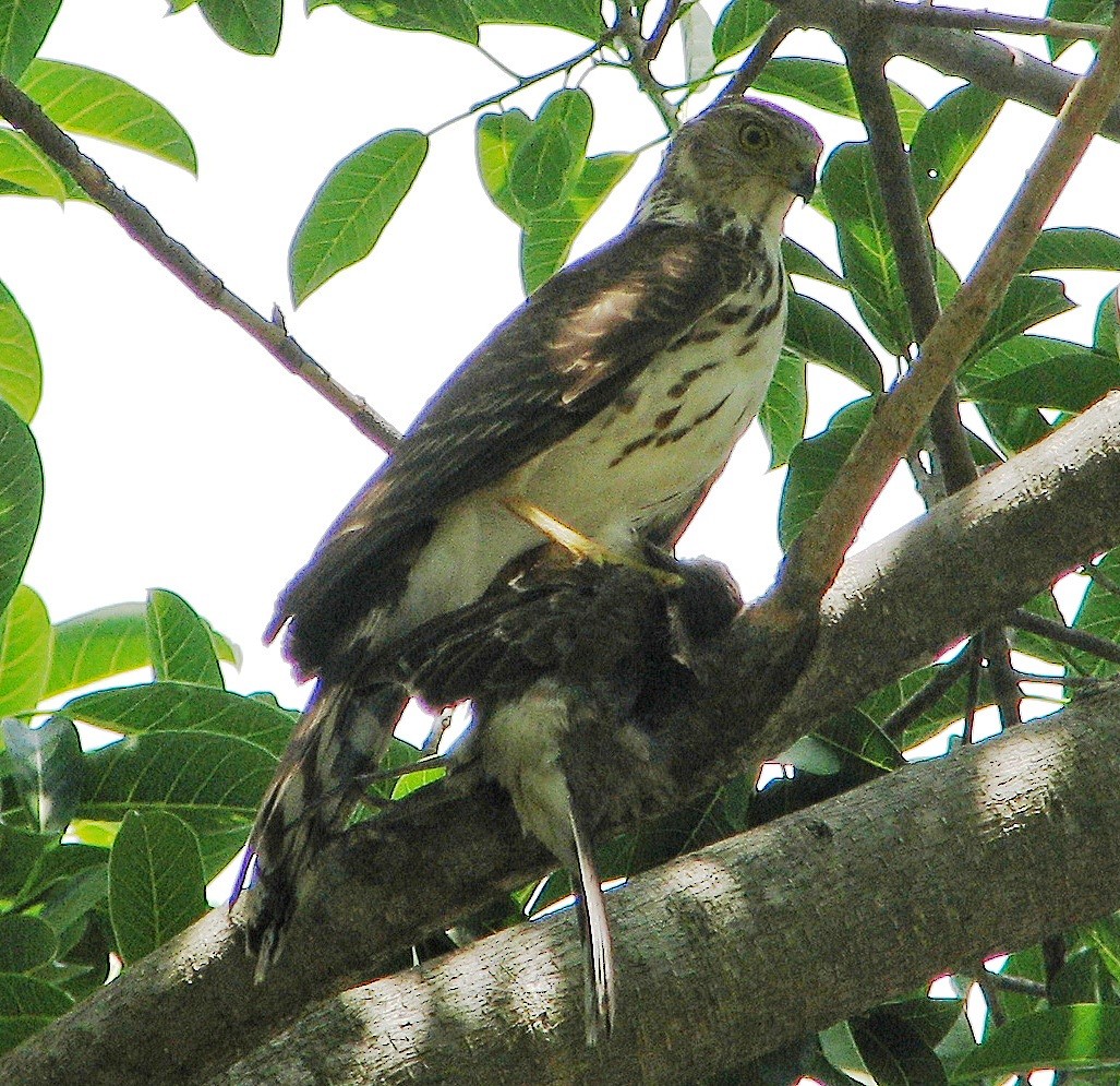 Bicolored Hawk - ML118901381