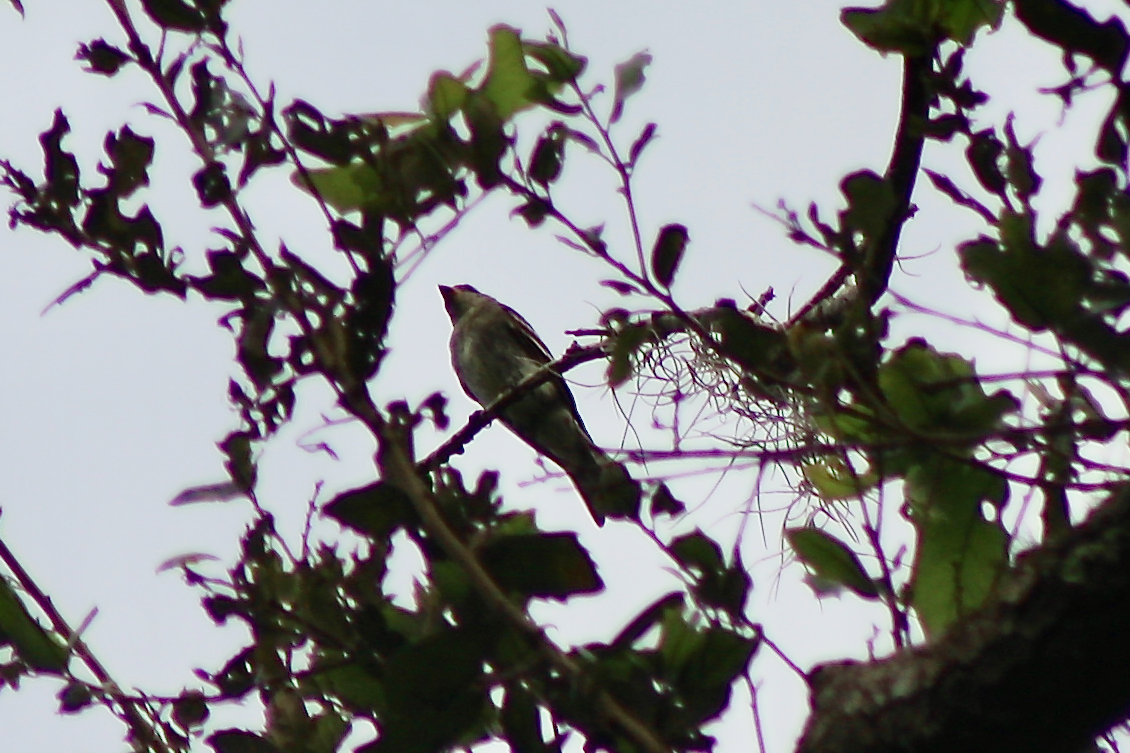 Eastern Wood-Pewee - David Simpson