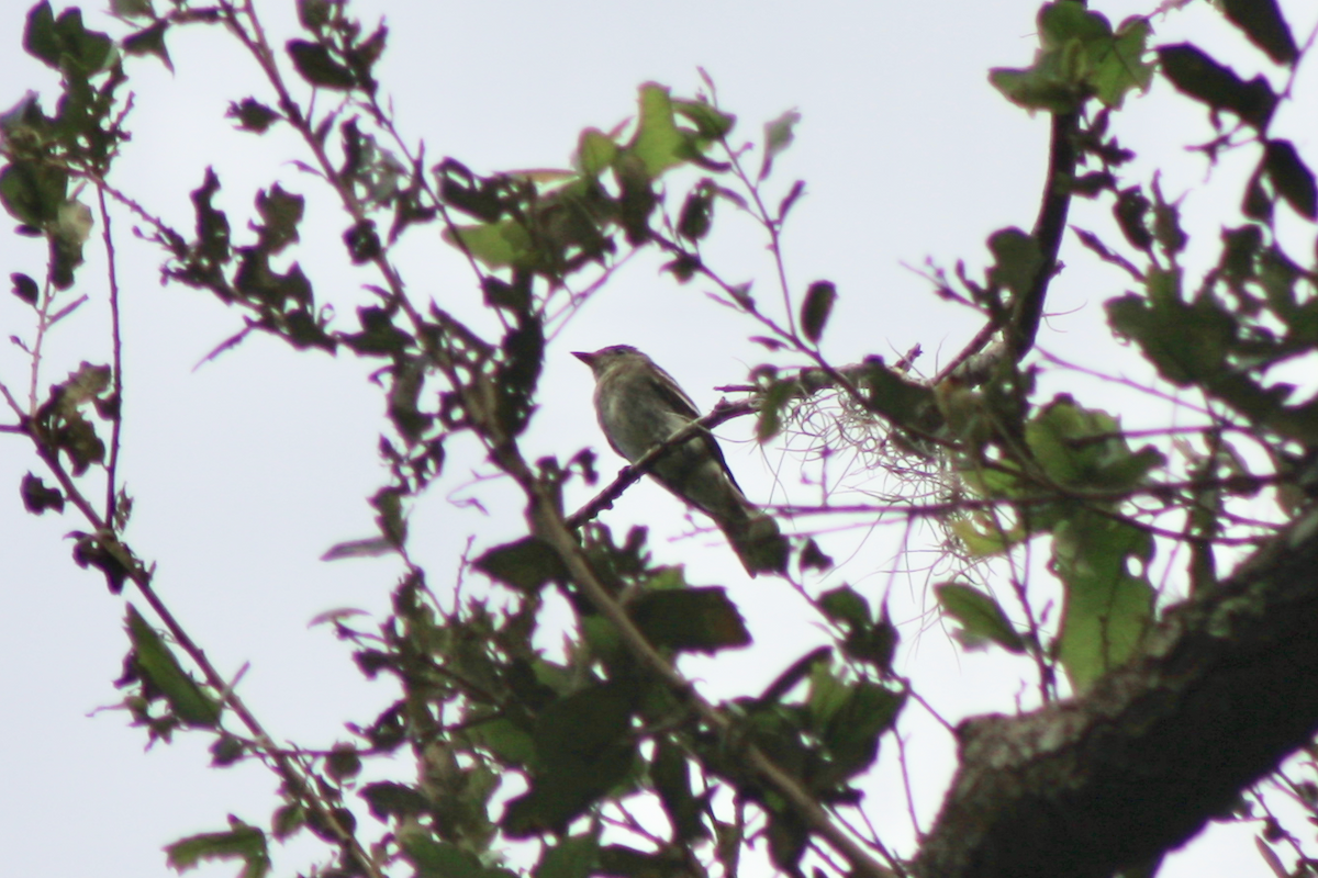 Eastern Wood-Pewee - ML118901591