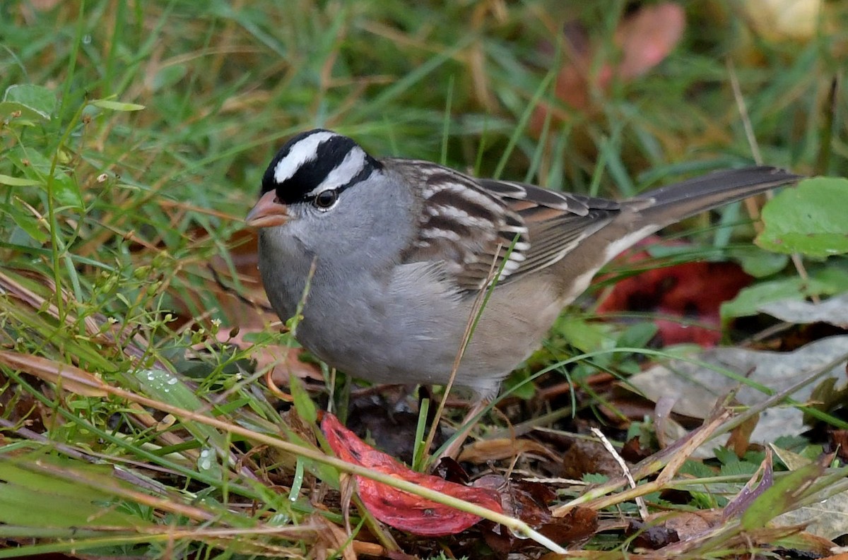 White-crowned Sparrow - David Provencher