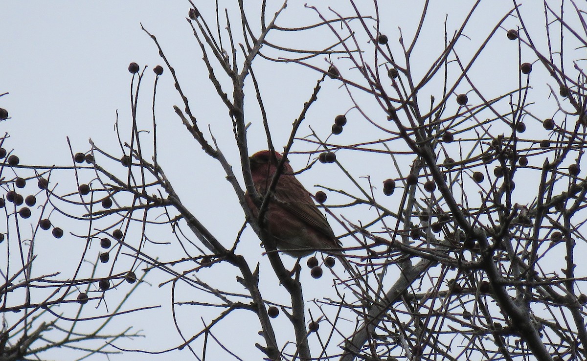 Purple Finch - ML118903361