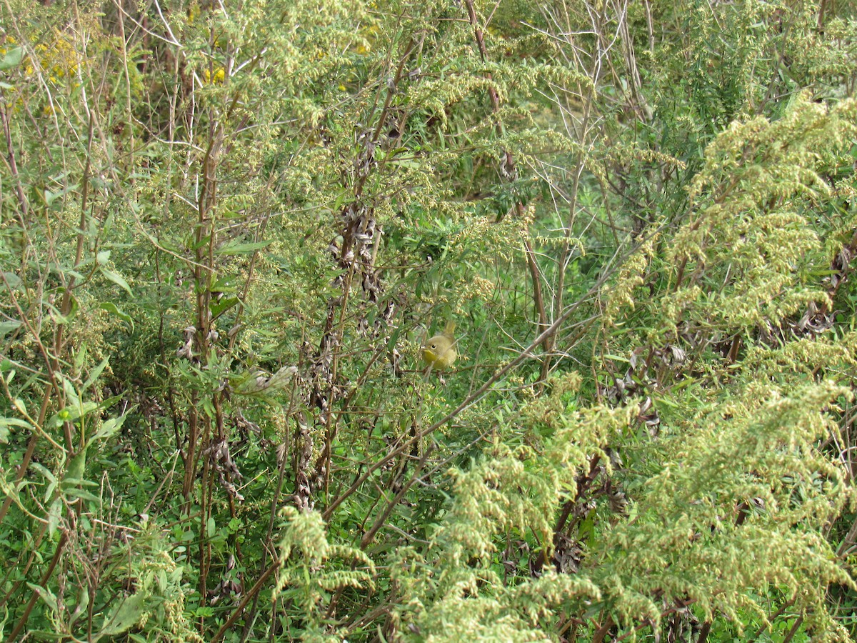 Common Yellowthroat - ML118906501