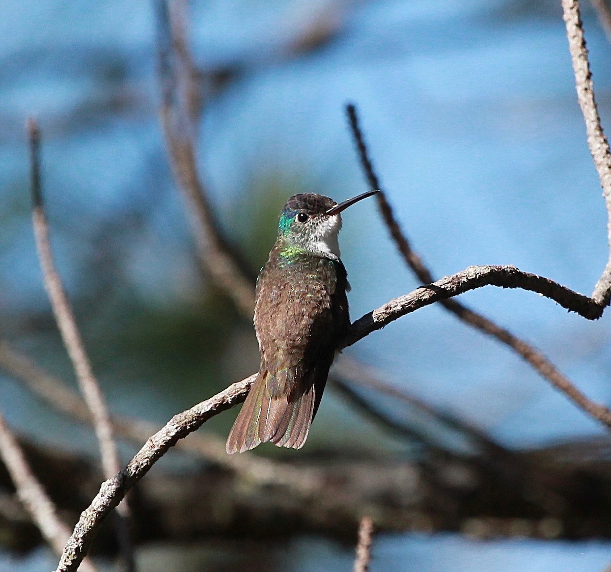Azure-crowned Hummingbird - Sandy Vorpahl