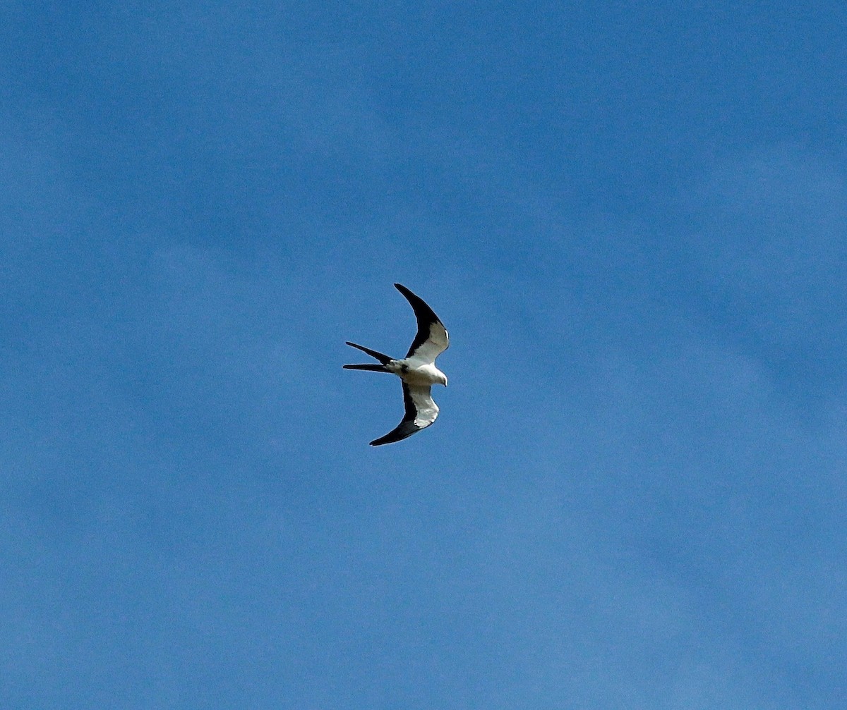 Swallow-tailed Kite - ML118907091