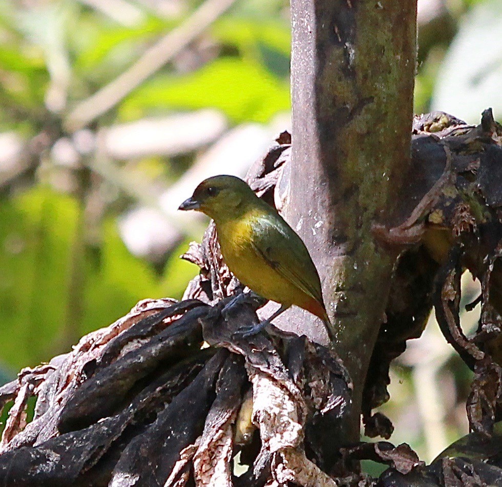 Olive-backed Euphonia - ML118909111