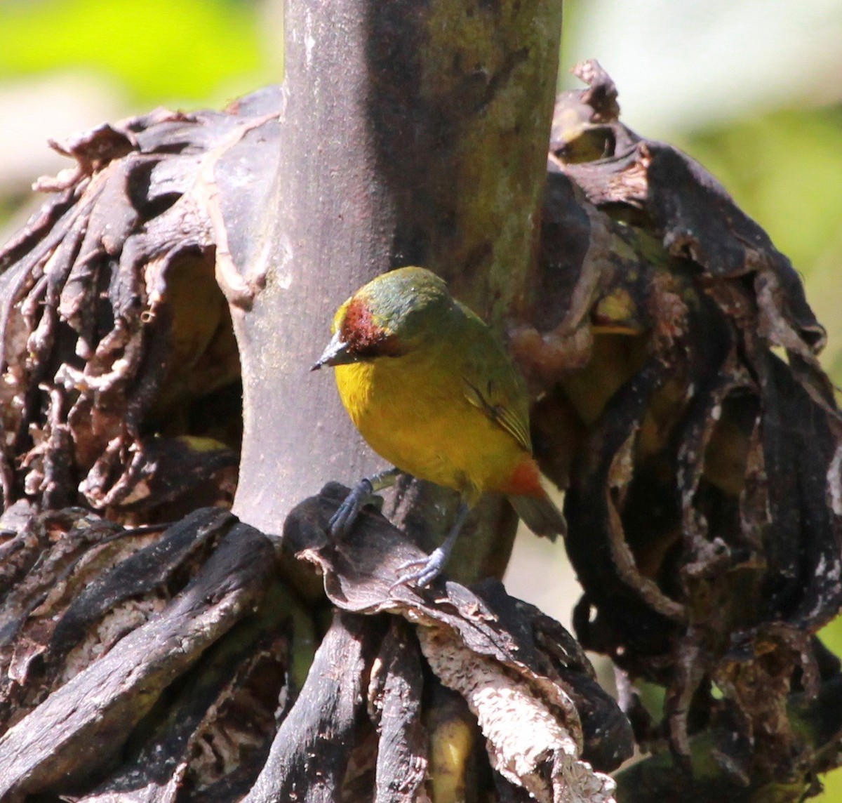 Olive-backed Euphonia - ML118909131