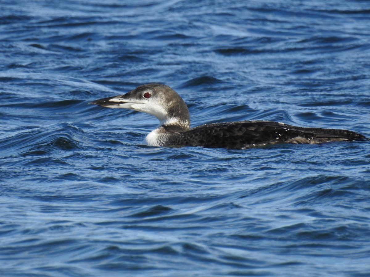 Plongeon huard - ML118912131