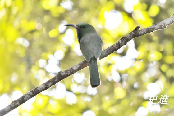 Blue-bearded Bee-eater - Steve Bale