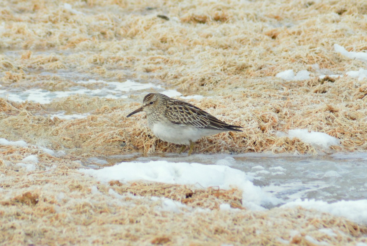 Pectoral Sandpiper - ML118912381