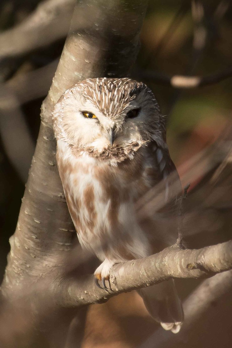 Northern Saw-whet Owl - ML118914181