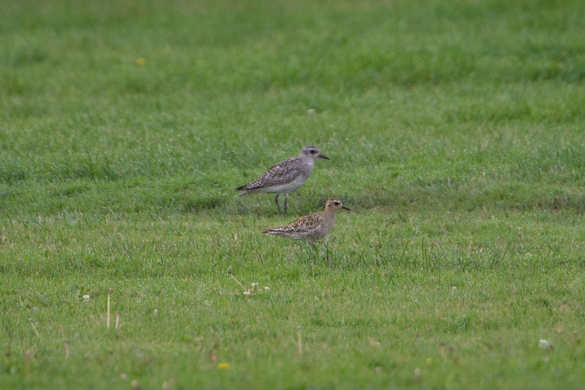 Pluvier fauve - ML118914251