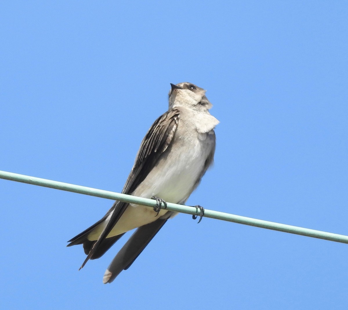 Northern Rough-winged Swallow - ML118914431