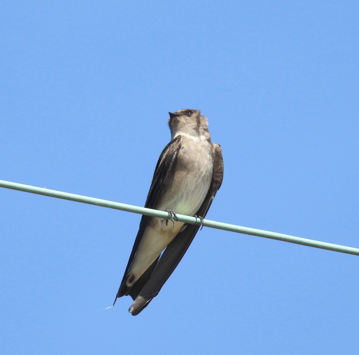 Northern Rough-winged Swallow - ML118914471
