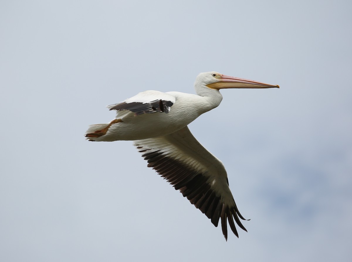 pelikán severoamerický - ML118914751