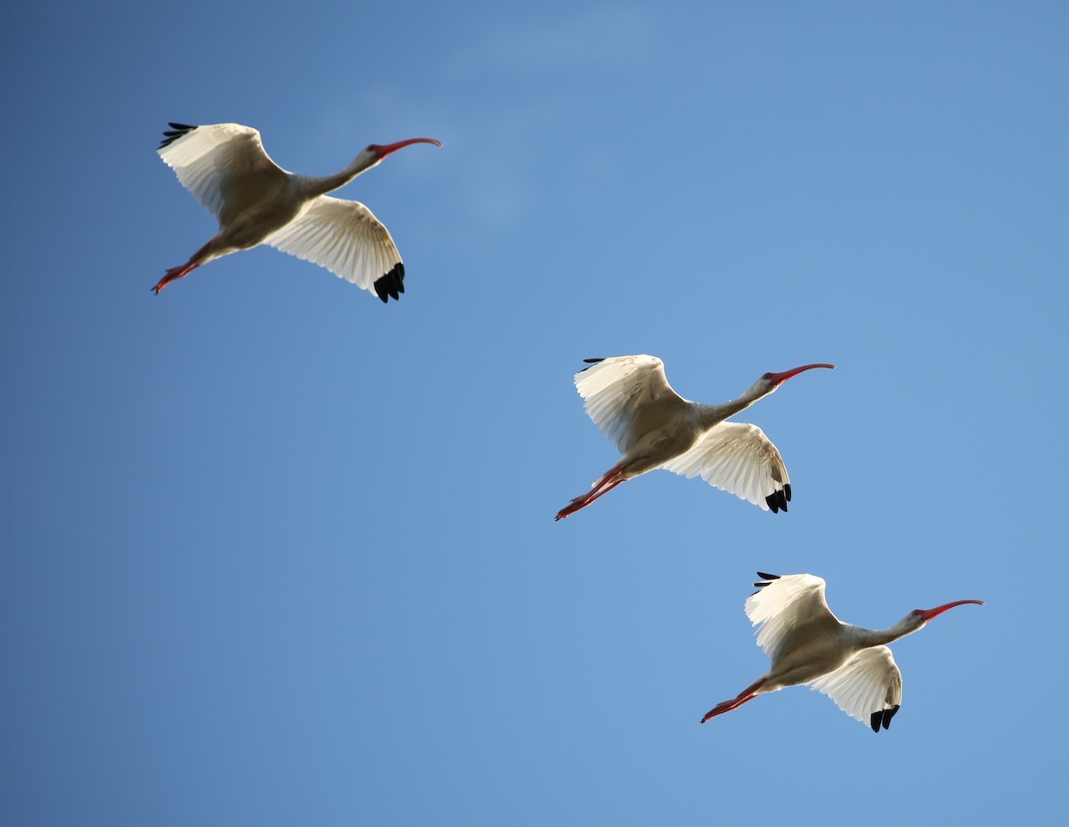 White Ibis - Michael Lund Johansen