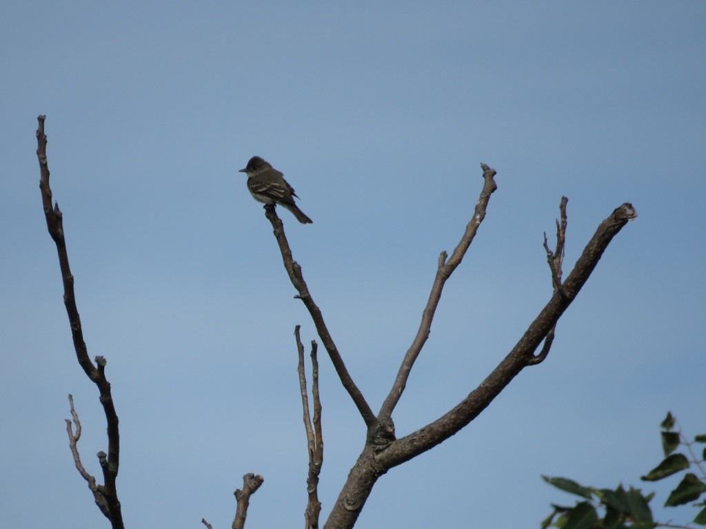 Eastern Wood-Pewee - ML118915191