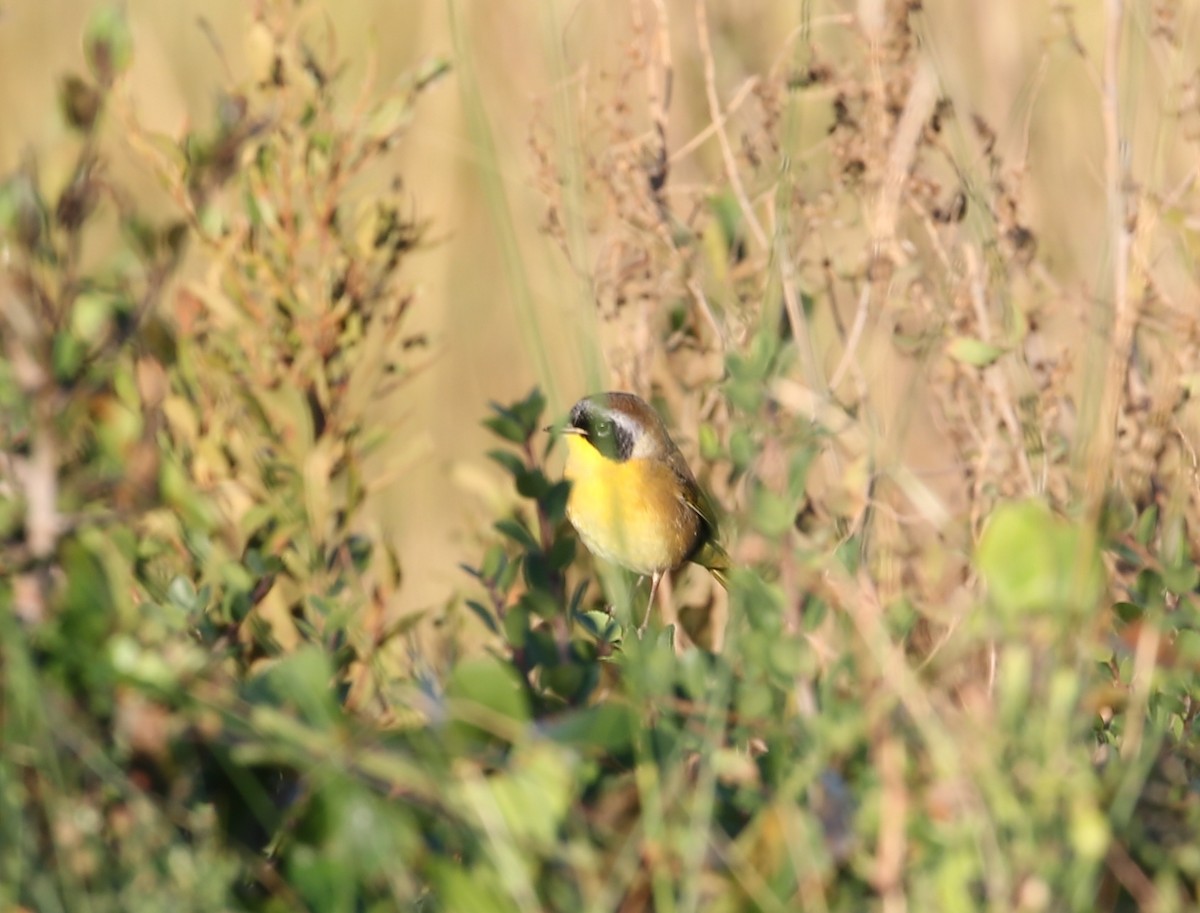 Common Yellowthroat - ML118915431