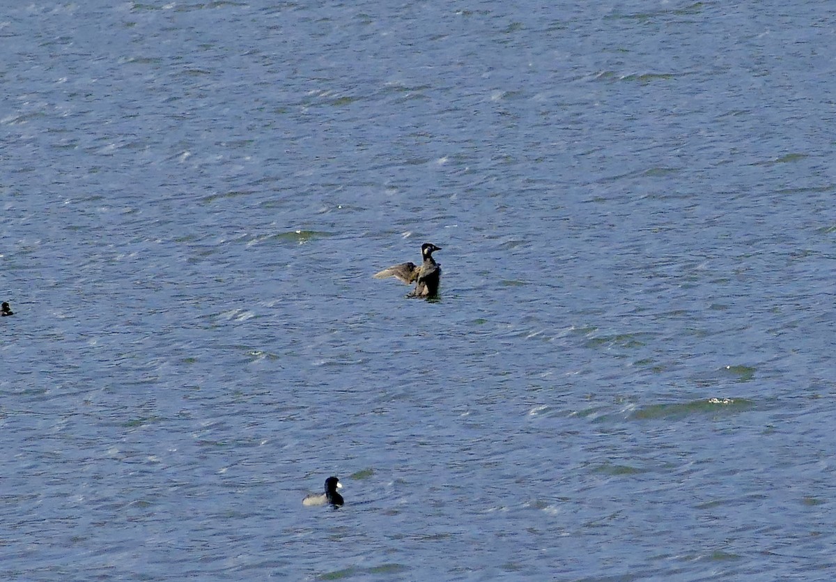 Surf Scoter - Jon (JC) Curd