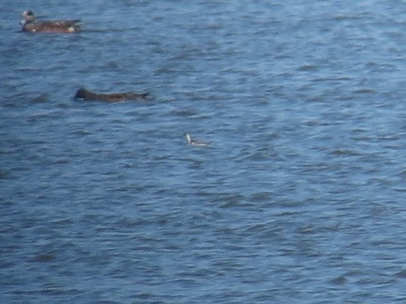 Red-necked Phalarope - ML118917191