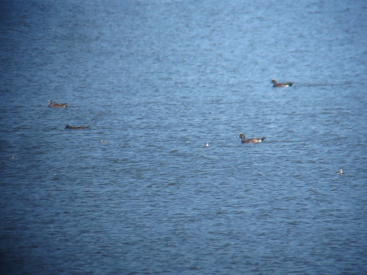 Phalarope à bec étroit - ML118917201