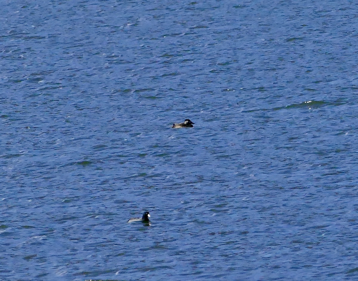 Surf Scoter - Jon (JC) Curd