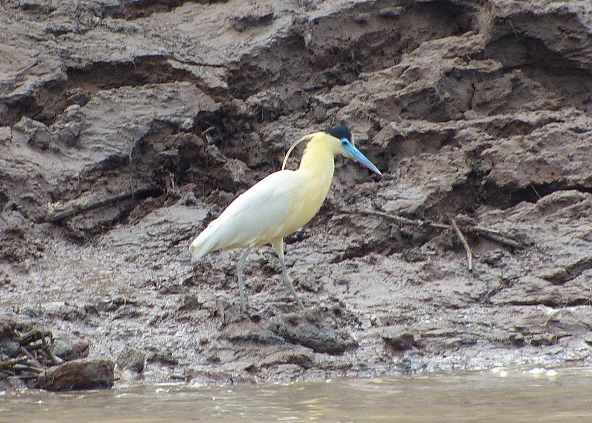 Capped Heron - Andy Frank