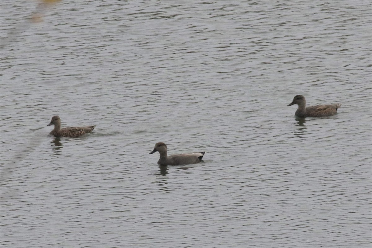 Gadwall - ML118919751