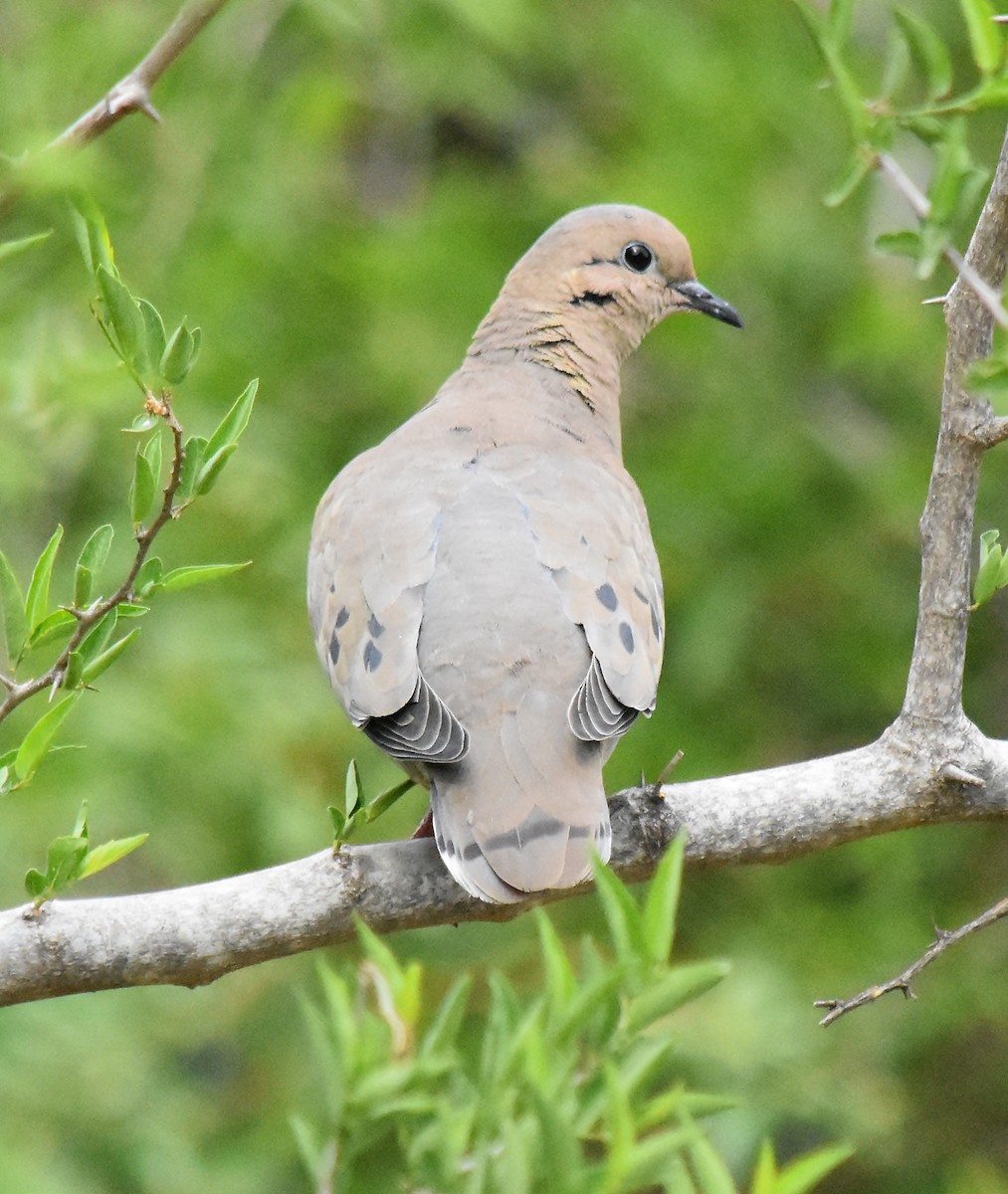 Eared Dove - ML118920241