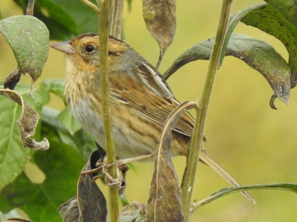 Nelson's Sparrow - ML118924901