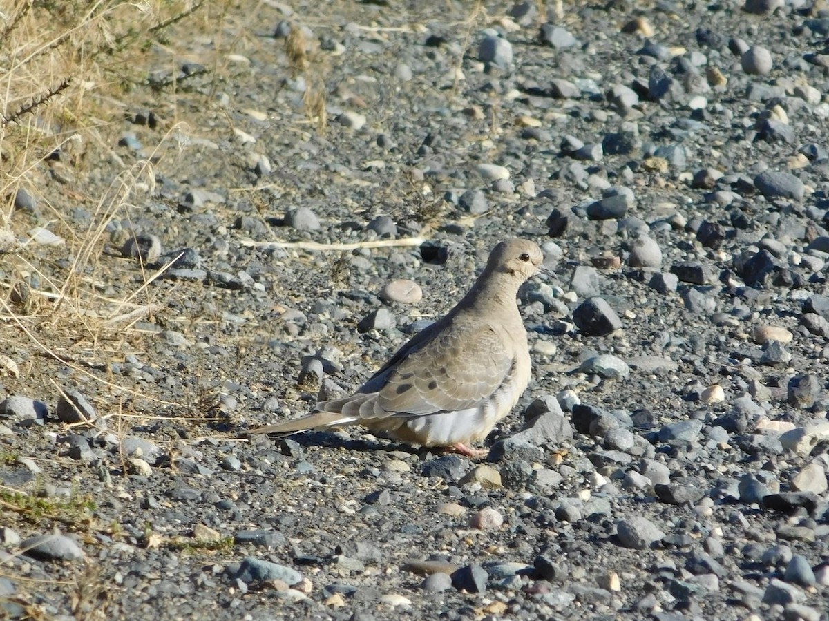 Mourning Dove - ML118924941