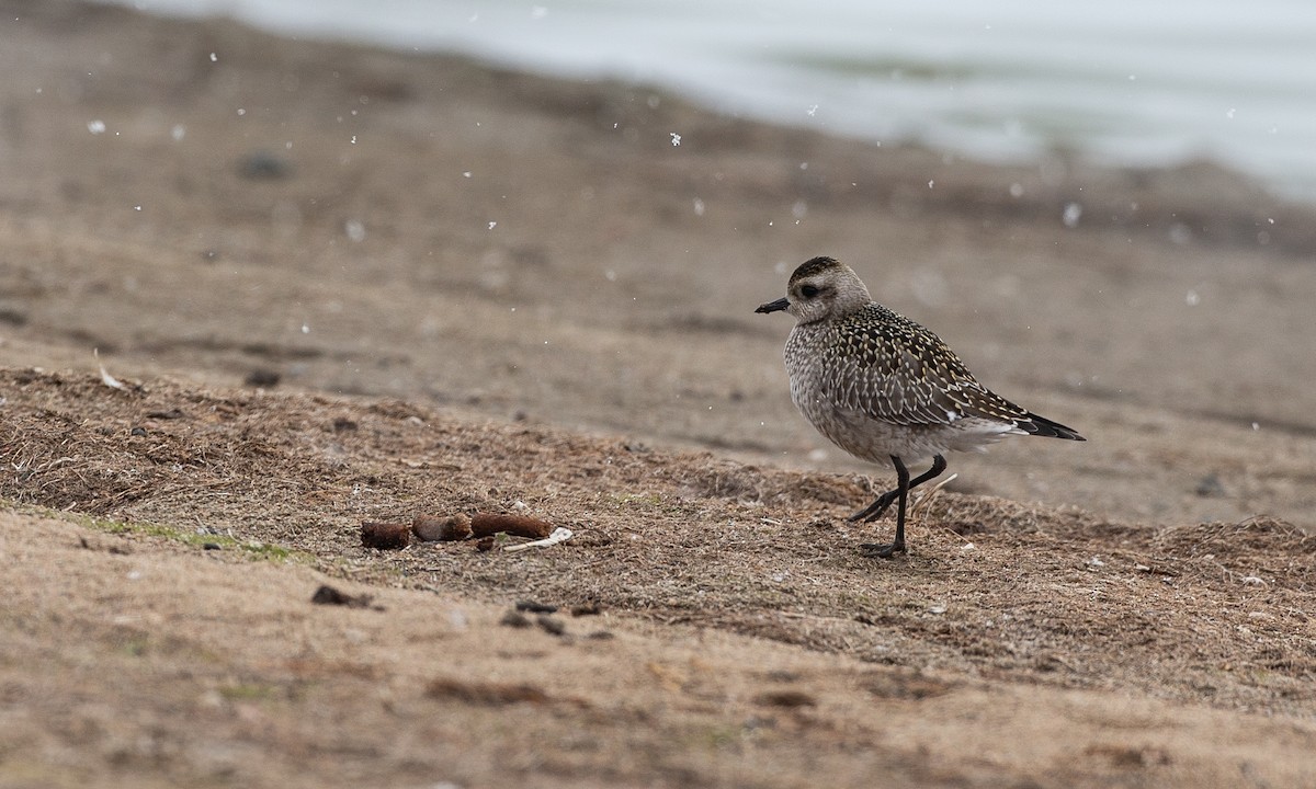 American Golden-Plover - ML118924991