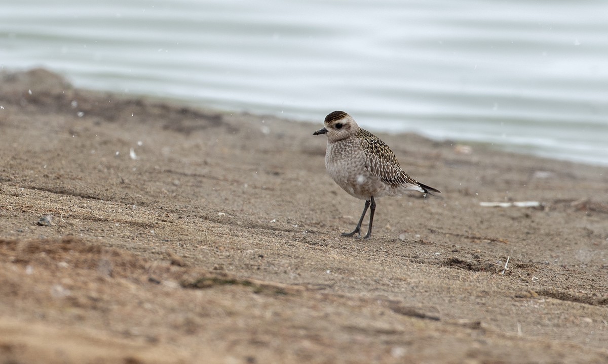 American Golden-Plover - ML118925161