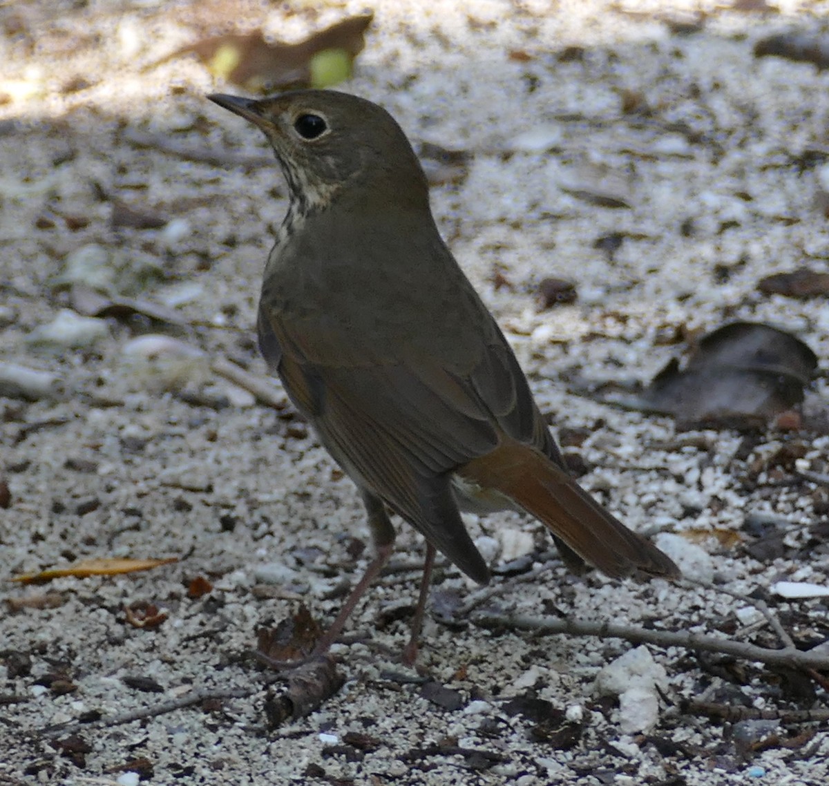 Hermit Thrush - ML118926631