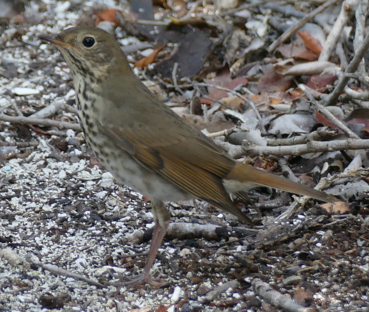 Hermit Thrush - ML118926721