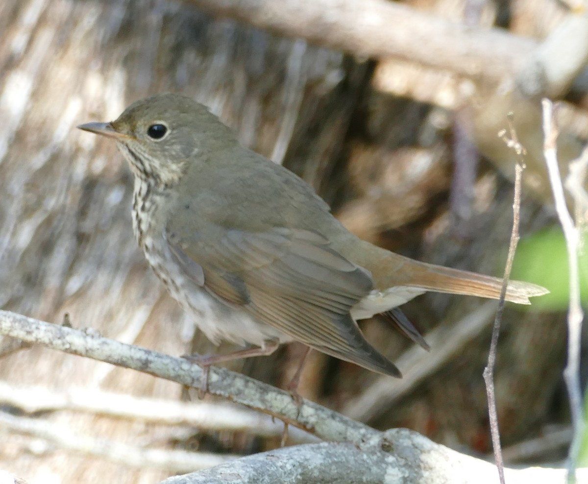 Hermit Thrush - ML118926811